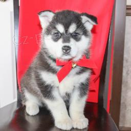 N�dhern� alja�sk� malamutsk� �t��ata zdarma