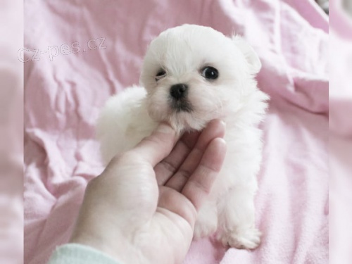 Kr�sn� maltsk� k adopci.