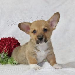 roztomil� �t��ata vel�sk�ho Corgiho k adopci.