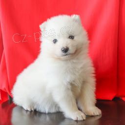 roztomil� samojed �t��ata k adopci.