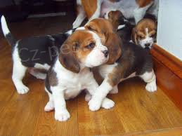�t��ata beagle hledaj�c� dom�c� adopci zdarma