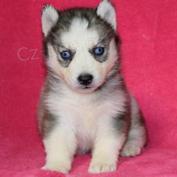 drah� �t��ata sibi�sk�ho Huskyho k adopci.