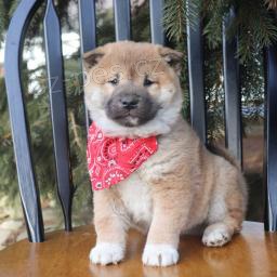 roztomil� �t��ata Shiba Inu k adopci