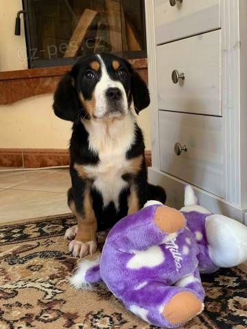 Ve�k� �vaj�iarsky sala�n�cky pes