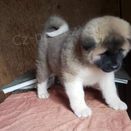 ��asn� �t���tka Akita k adopci