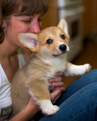 sladk� vel�sk� Corgi (Pembroke)