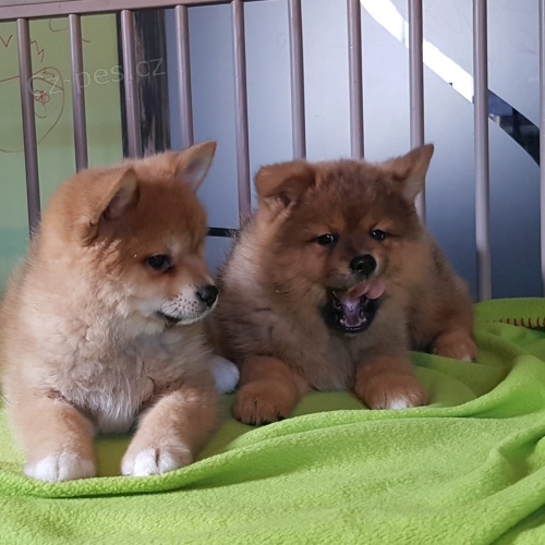 �istokrevn� �t��ata akita inu p�ipraven� k adopci,