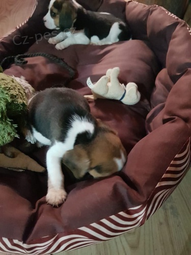 �t��ata trikol�ra beagla, zoufale pot�ebuj�c� nov� domovy, ne na prodej, ��astn� nov� rok.