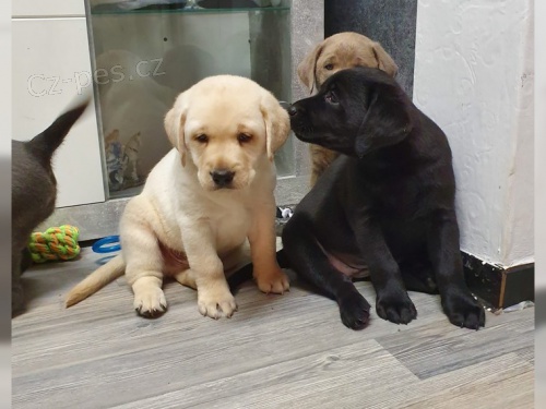 �ten�tka labradora s PP