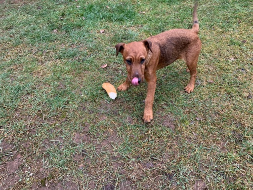 �t�n� Irsk�ho teri�ra zdarma