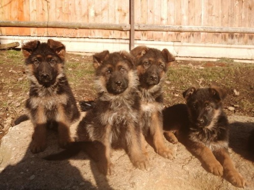 �t��ata n�meck�ho ov��ka s PP