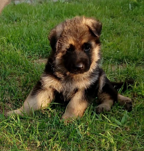 Prod�m �t���tka NO s PP,v�b�rov� ch