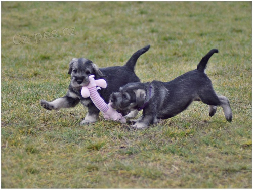 Prodej - �t�n� kn�ra� st�edn� pep� s�l