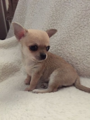 �ivava �t��ata mini