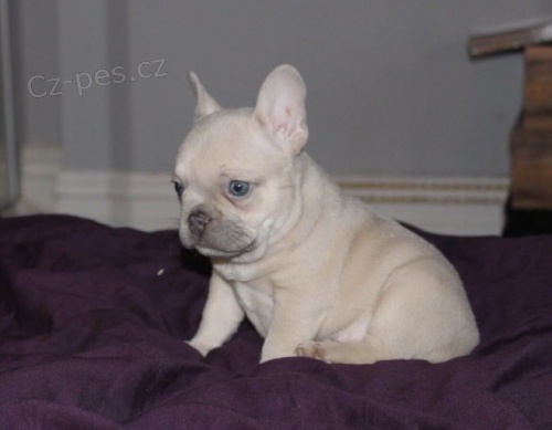 Francouzky Buldo�ky