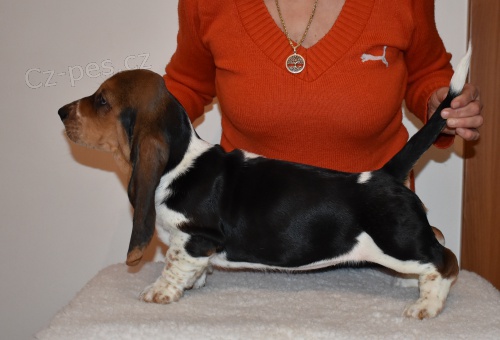 Basset hound kr�sn� tricolorn� fenky