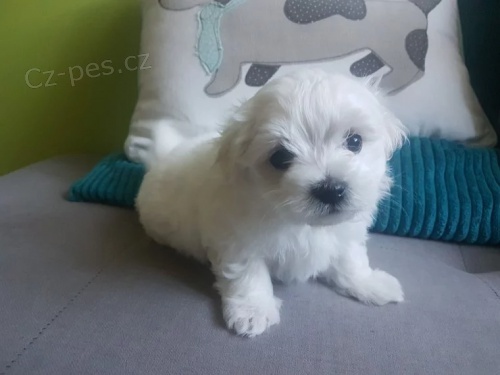 Maltsk� miniaturn� �t��ata