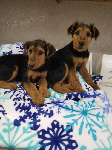 �t��ata Airedale Terrier chovan� na standard plemene Vezm�te jeden domov pro nov� rok