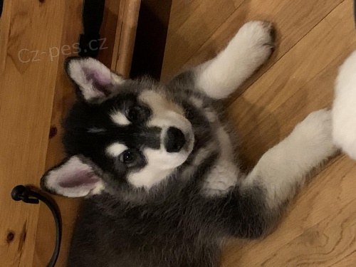 Kr�sn� �istokrevn� chovan� alja�sk� malamut. Zeke m� ��asnou hravou z�bavu miluj�c� osobnost V�echna na�e �t��ata byla vychov�na v na�em dom� od narozen�. Neku��ck� domov. Nikdy nest��han�, Puppy pad no�n�k vy�kolen�