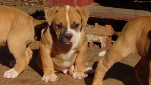 Ameri�t� buldoki velk� zdrav� siln� kr�sn� �t��ata ps� feny, p�ipraven� j�t nav�dy dom�