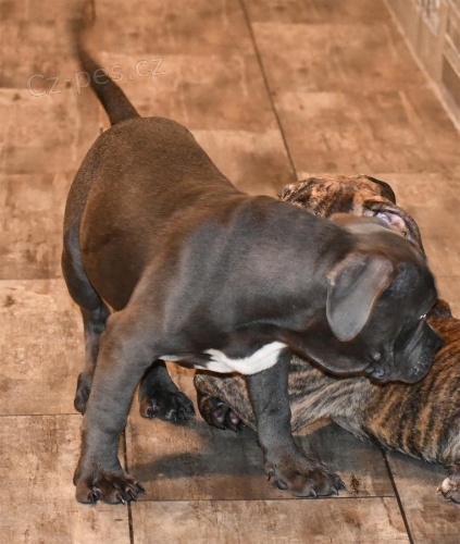 Americk� staford��rsk� pitbullsk� teri�r