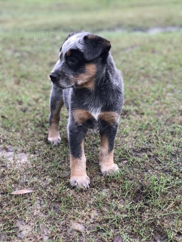 �t��ata australsk�ho skotsk�ho psa p�ipraven� do nov�ch domov�