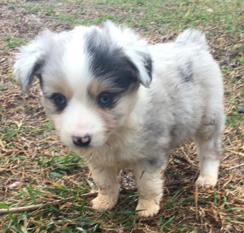 Australsk� ov��k - modr� merle