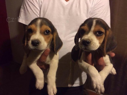 Roztomil� �t���tka beagle   mu�i i �eny jsou dosud k dispozici na v�st�elech a od�erven�, kter� jsou nyn� p�ipraven� nav�dy dom�.
