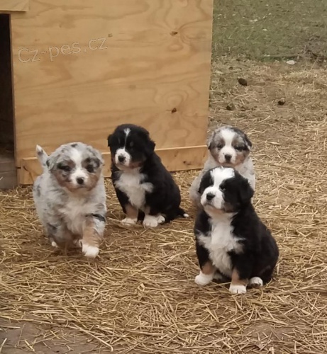 Belgick� �t��ata Malinois jsou nyn� k dispozici. na v�st�ely a od�ervov�n�...