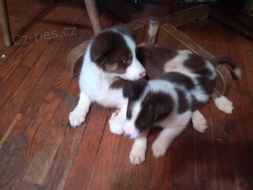 �istokrevn� �t�n� Border Collie f   12 t�dn� star�. Dobr� pro d�ti a dal�� zv��ata