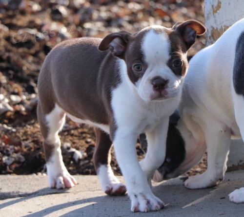 rozko�n� registrovan� Boston Terrier! Jsou to nejroztomilej�� a nejslad�� �t���tka v�ech dob! Jejich osobnosti upoutaj� va�i pozornost, proto�e jsou velmi p��telsk� a hrav� a r�di by byli va�imi nav�dy p��teli