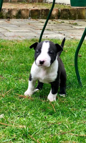 Anglick� �t��ata bulteri�ra  8 t�dn� star� Anglick� bulteri�r Jeden mu�  Jedna �ena b�l�