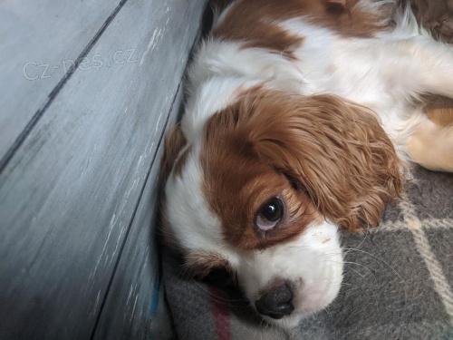 Kaval�r King Charles �pan�l �t��ata, kte�� hledaj� nav�dy domovy.