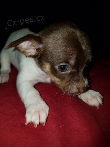 �ivava �t��ata 3 �t��ata, 1 fena 2 pes