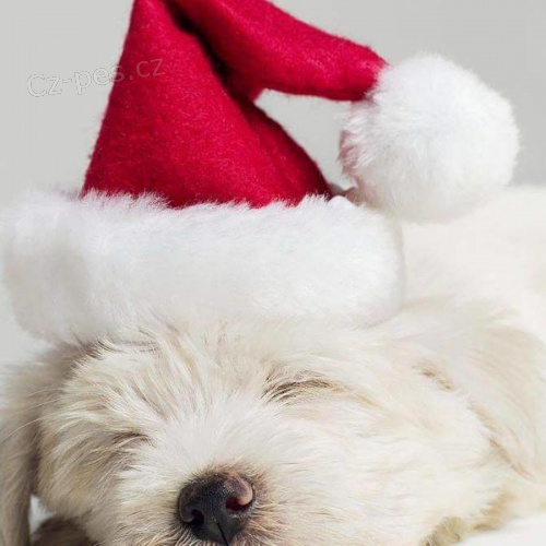 �t��ata Coton de Tulear v polovin� ledna. M�ma je 8 liber a t�ta je 12 liber.