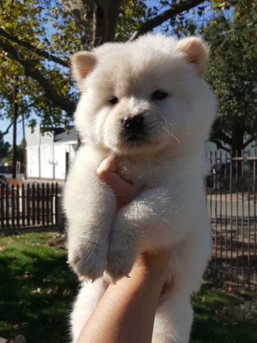 Chow chow puppies   , z�znamy veterin��e a 1yr z�ruka genetick�ho zdrav�.