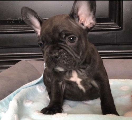 O�kov�n� francouzsk�ho buldoka je aktu�ln�, veterin�� zkontroloval, zdravotn� z�ruky, mikro�ipy a registra�n� doklady