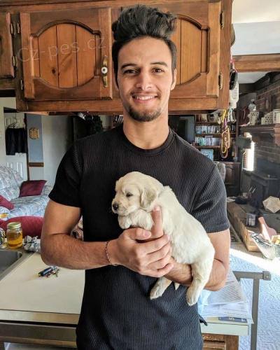 Kr�sn� vrh anglick�ch smetanov�ch zlat�ch retr�vr�.