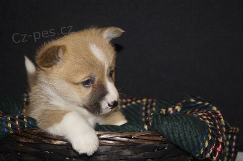 Ohromuj�c� �t��ata Pembroke Corgi