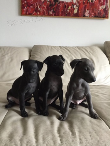 Italsk� chrt�k �t�n� - �t��ata s PP