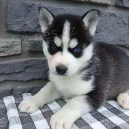 Vzru�en� �t���tka sibi�sk�ho husky k adopci.