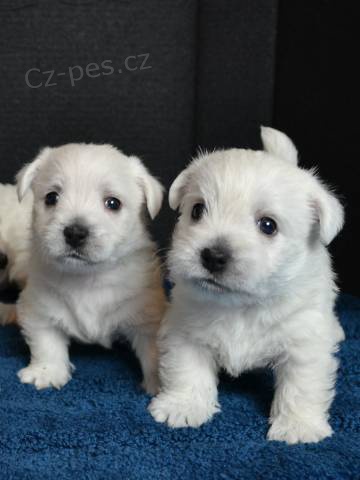 West highland white terrier (west�k)