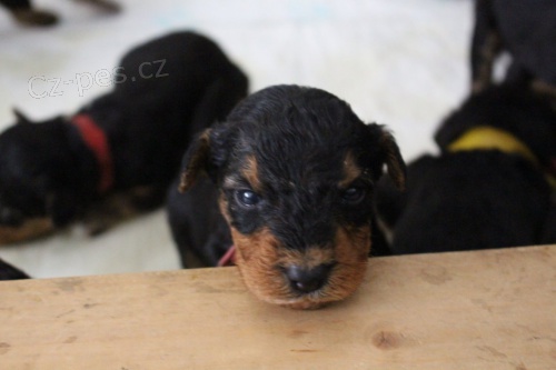 prod�m �t��ata Airedale teri�ra