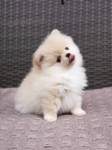 N�dhern� Pomo�ansk� �t��ata