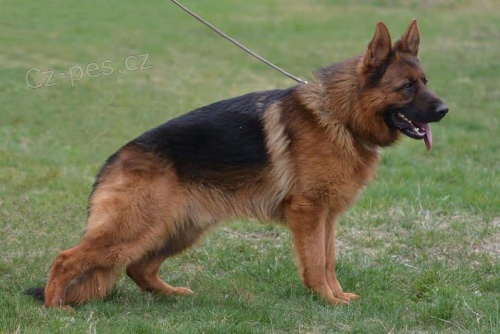 N�meck� ov��k - �t��ata