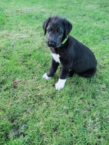 Irsk� vlkodav - �t���tko