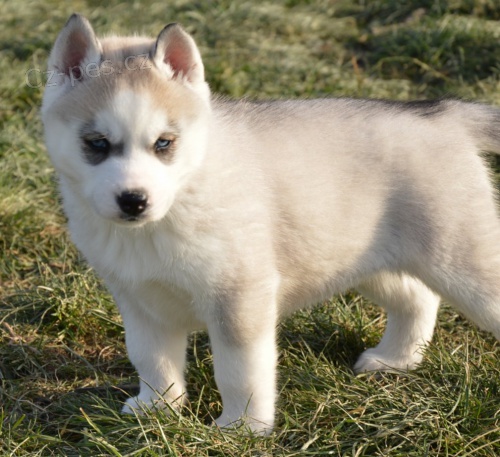 Sibi�sk� husky