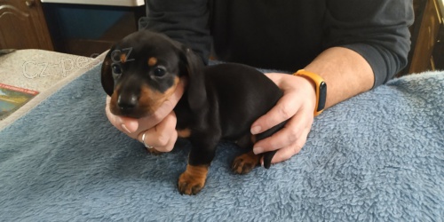 Jezev��k trpasli��