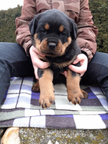 Prod�m �t��ata s PP 