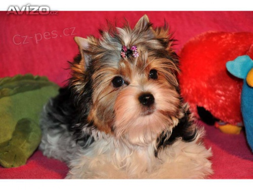  Jork��rsk� terier Biewer